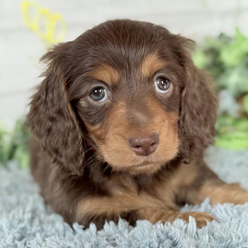 販売中の埼玉県のミニチュアダックスフンド(ロングヘアード)-440504の14枚目