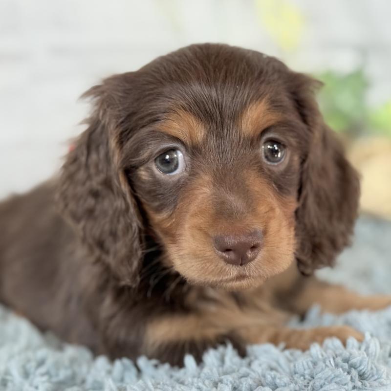 販売中の埼玉県のミニチュアダックスフンド(ロングヘアード)-440504の13枚目