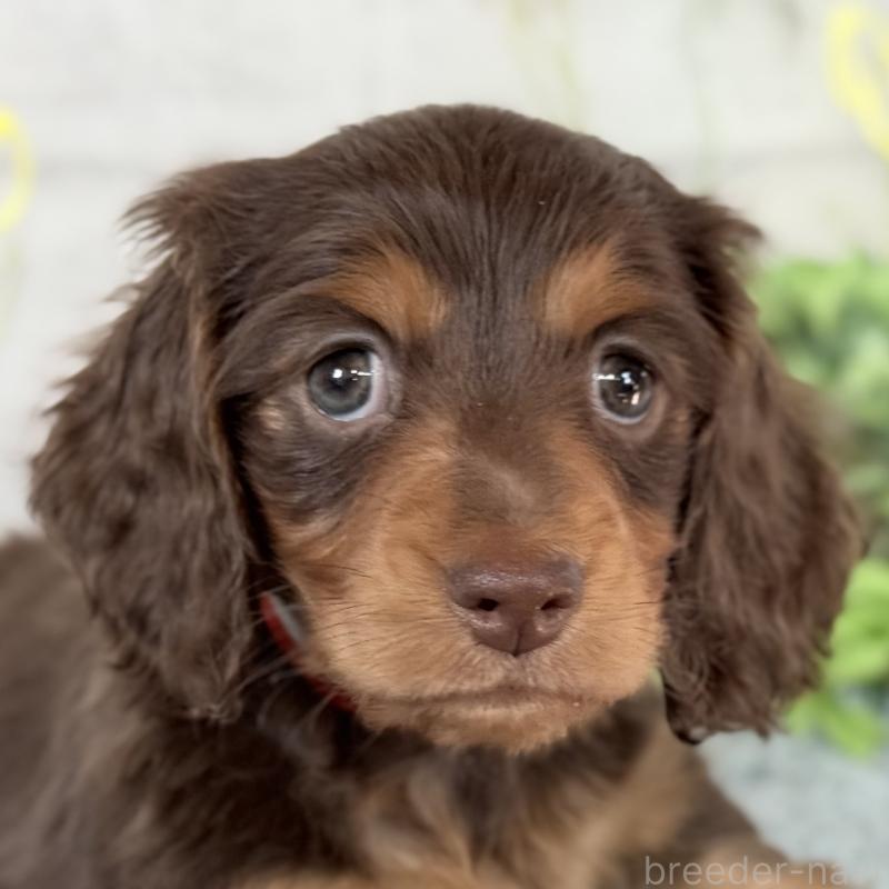 販売中の埼玉県のミニチュアダックスフンド(ロングヘアード)-440504の11枚目