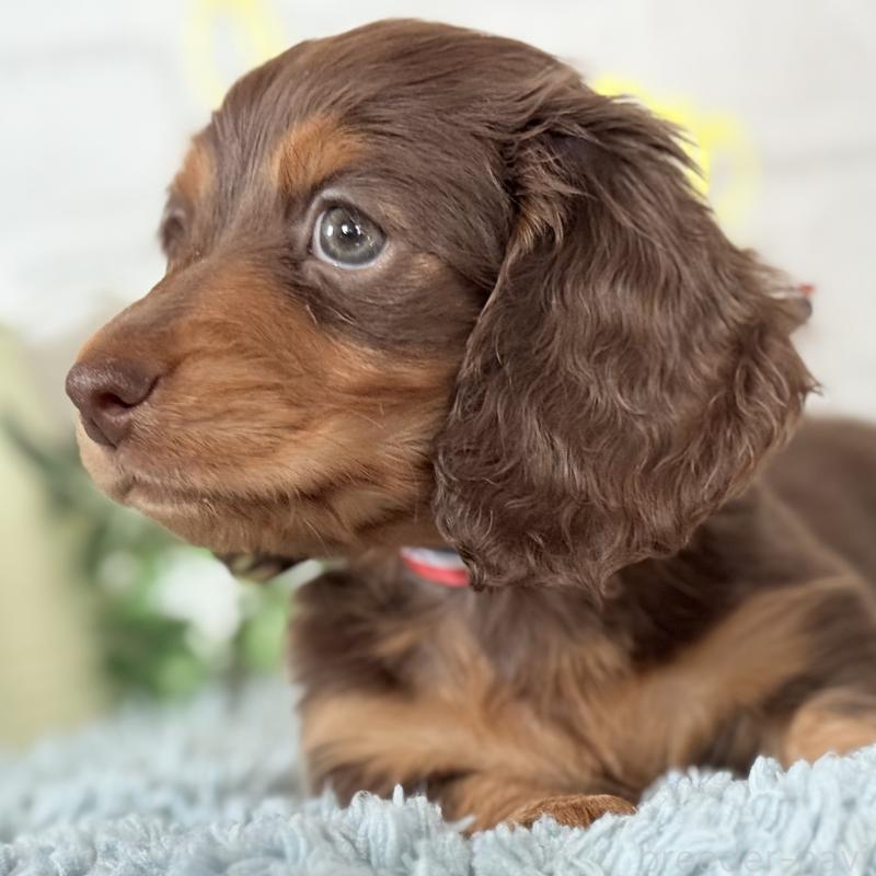 販売中の埼玉県のミニチュアダックスフンド(ロングヘアード)-440504の10枚目