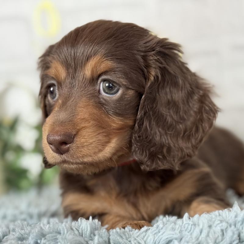 販売中の埼玉県のミニチュアダックスフンド(ロングヘアード)-440504の9枚目