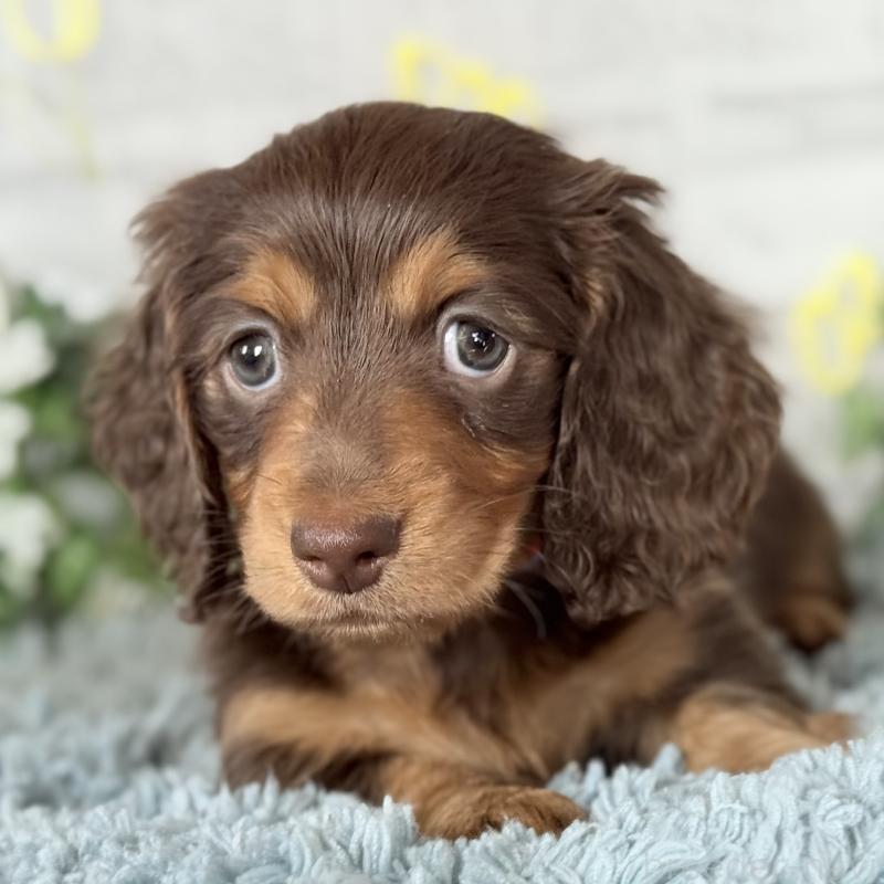 販売中の埼玉県のミニチュアダックスフンド(ロングヘアード)-440504の8枚目