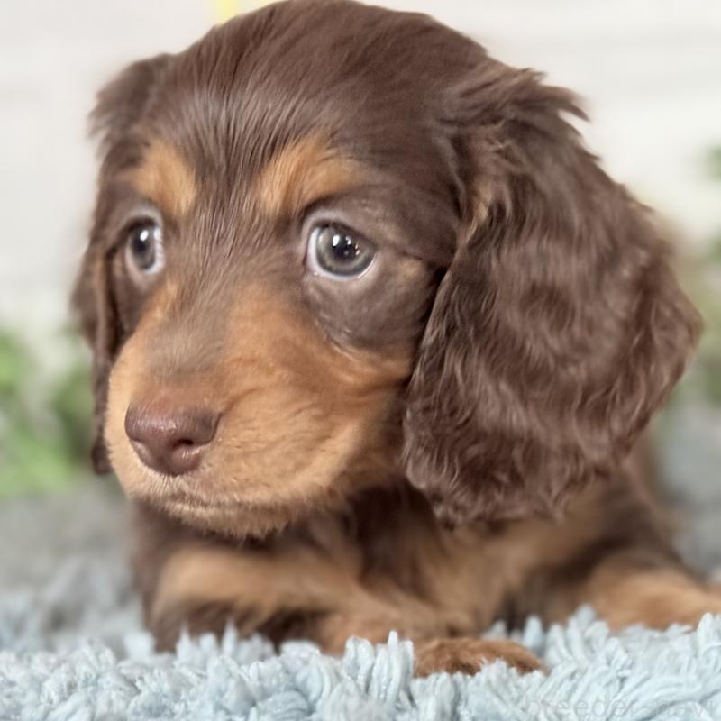 販売中の埼玉県のミニチュアダックスフンド(ロングヘアード)-440504の7枚目