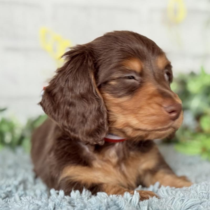 販売中の埼玉県のミニチュアダックスフンド(ロングヘアード)-440504の6枚目