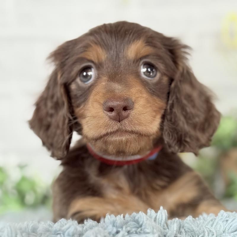 販売中の埼玉県のミニチュアダックスフンド(ロングヘアード)-440504の4枚目