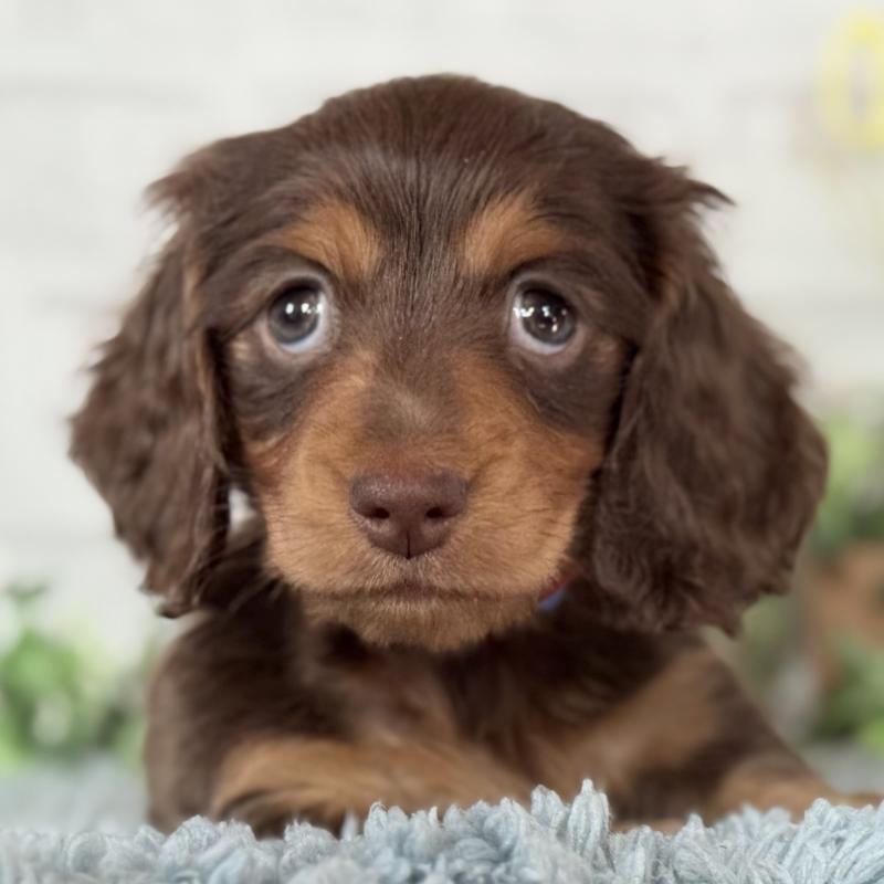 販売中の埼玉県のミニチュアダックスフンド(ロングヘアード)-440504の3枚目