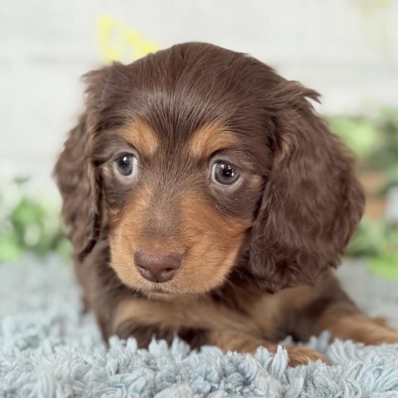 販売中の埼玉県のミニチュアダックスフンド(ロングヘアード)-440504の2枚目