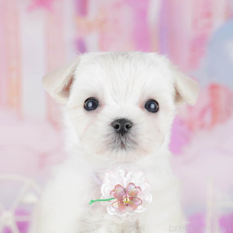 販売中の神奈川県のチワマル:チワワ×マルチーズ-440505の1枚目