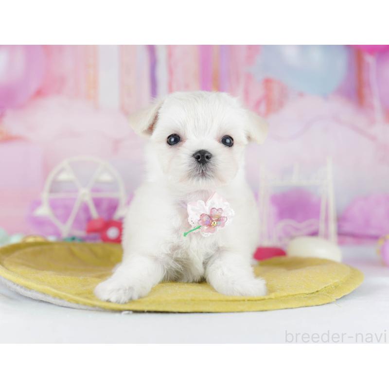 販売中の神奈川県のチワマル:チワワ×マルチーズ-440505の14枚目