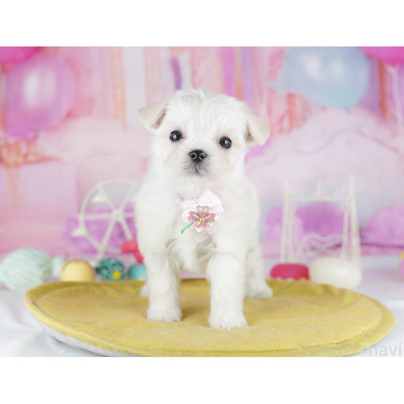 販売中の神奈川県のチワマル:チワワ×マルチーズ-440505の13枚目