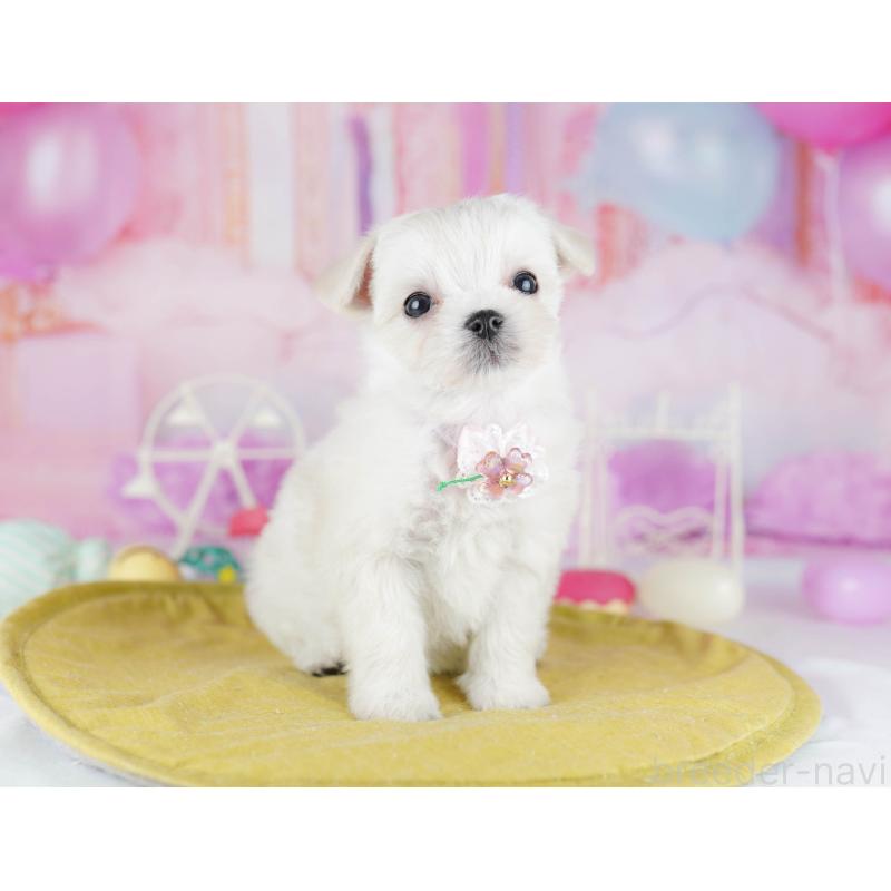 販売中の神奈川県のチワマル:チワワ×マルチーズ-440505の12枚目