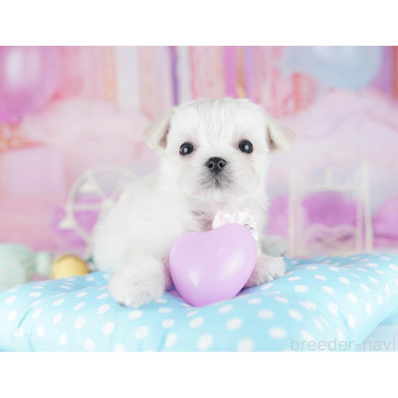 販売中の神奈川県のチワマル:チワワ×マルチーズ-440505の11枚目