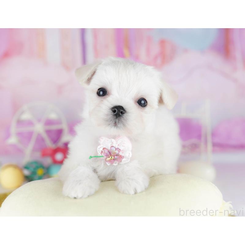 販売中の神奈川県のチワマル:チワワ×マルチーズ-440505の10枚目