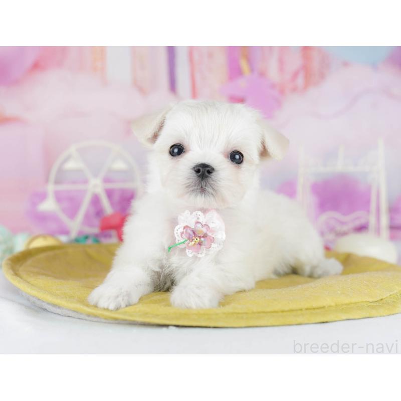 販売中の神奈川県のチワマル:チワワ×マルチーズ-440505の9枚目