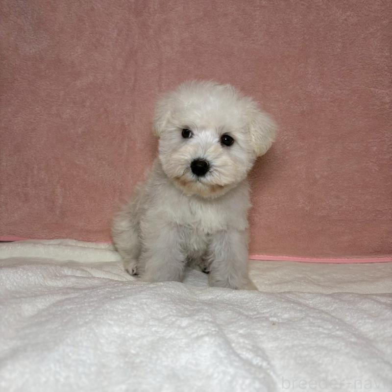 成約済の大阪府のミニチュアシュナウザー-437685の14枚目