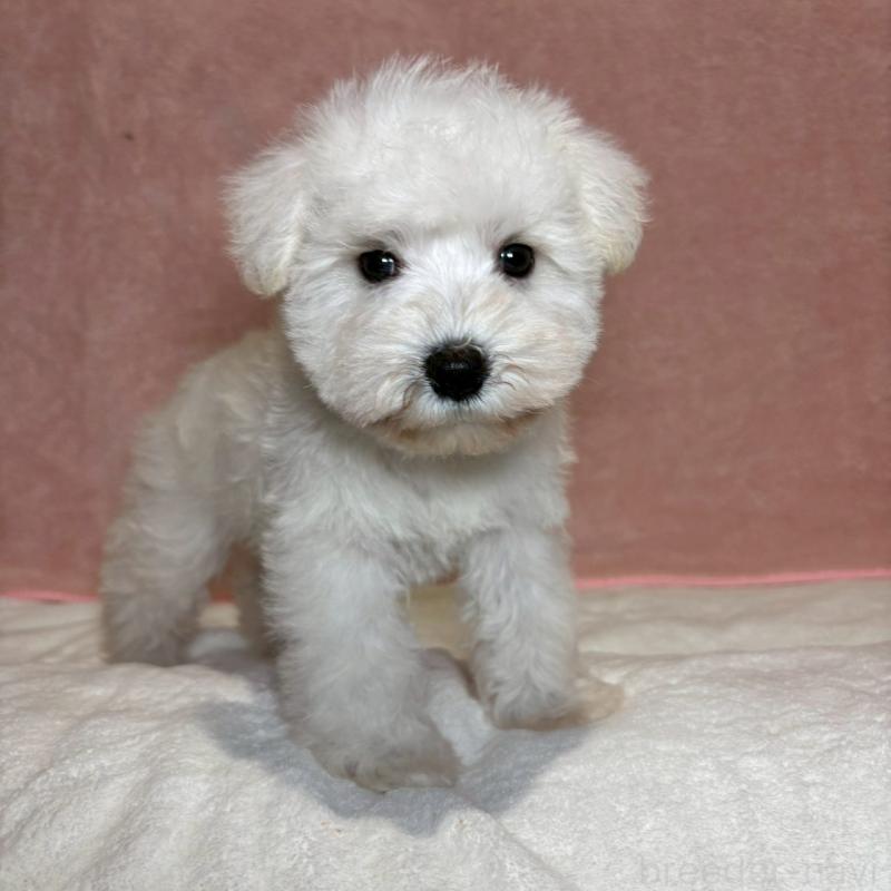 成約済の大阪府のミニチュアシュナウザー-437685の13枚目