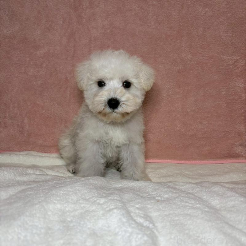 成約済の大阪府のミニチュアシュナウザー-437685の12枚目