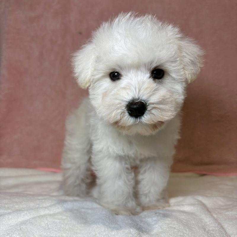 成約済の大阪府のミニチュアシュナウザー-437685の11枚目