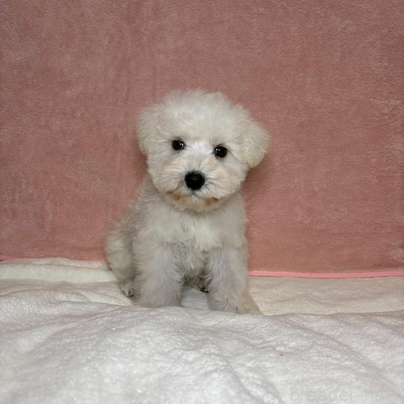 成約済の大阪府のミニチュアシュナウザー-437685の10枚目