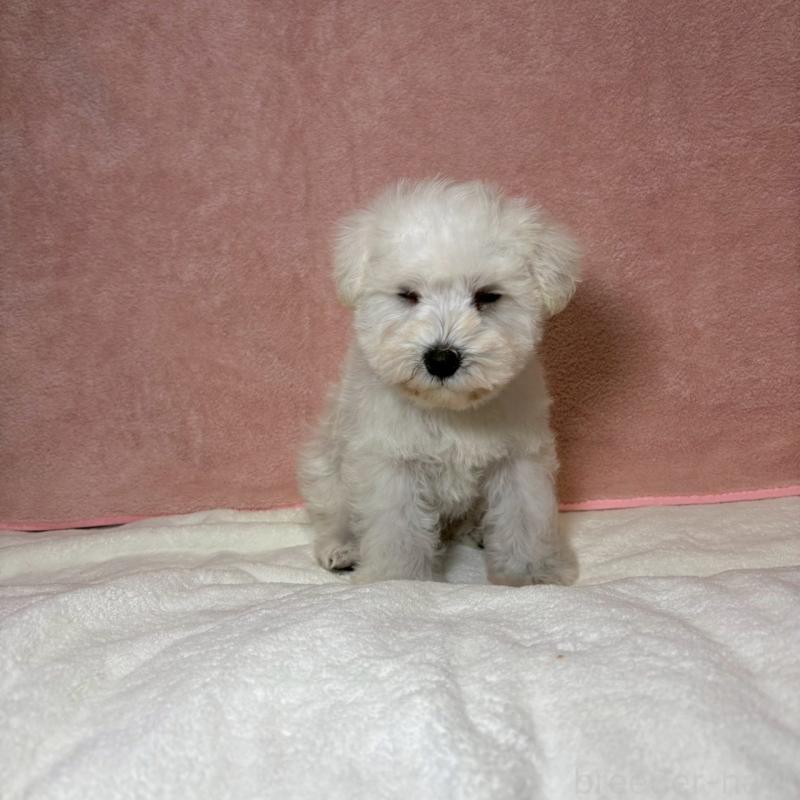 成約済の大阪府のミニチュアシュナウザー-437685の9枚目