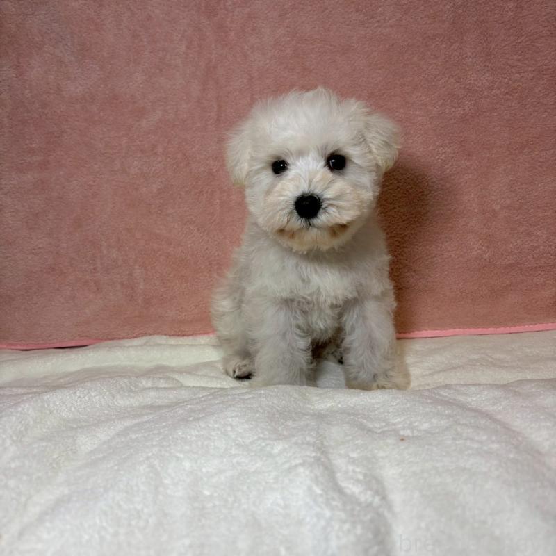 成約済の大阪府のミニチュアシュナウザー-437685の8枚目