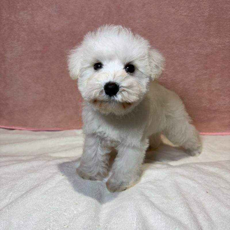 成約済の大阪府のミニチュアシュナウザー-437685の7枚目