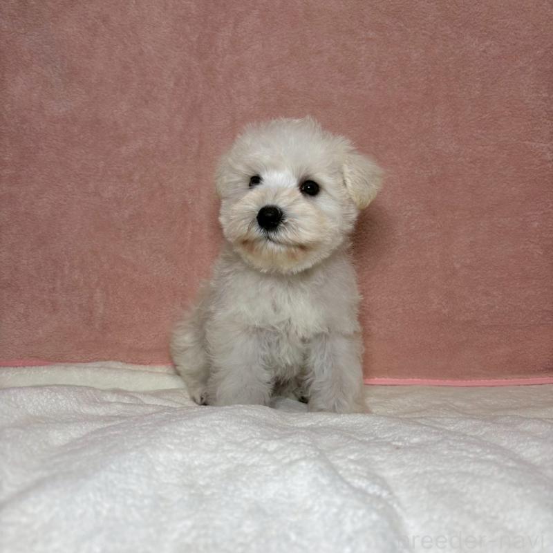 成約済の大阪府のミニチュアシュナウザー-437685の6枚目