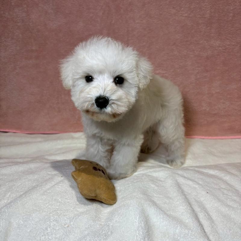 成約済の大阪府のミニチュアシュナウザー-437685の5枚目