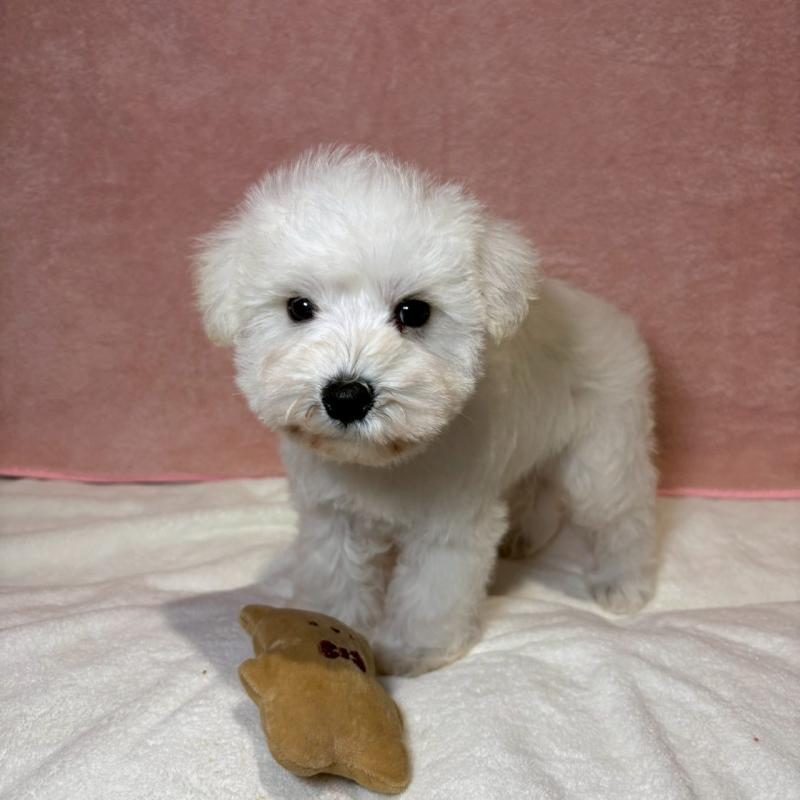 成約済の大阪府のミニチュアシュナウザー-437685の4枚目