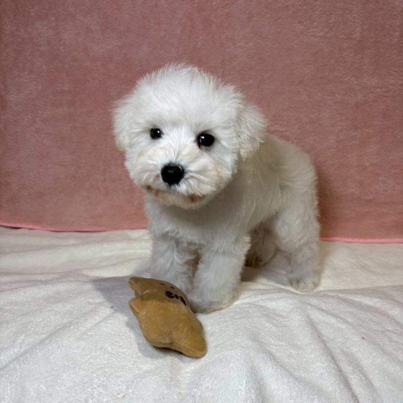 成約済の大阪府のミニチュアシュナウザー-437685の3枚目