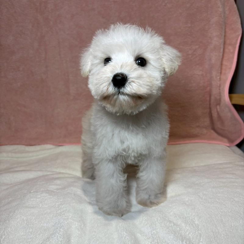 成約済の大阪府のミニチュアシュナウザー-437685の2枚目