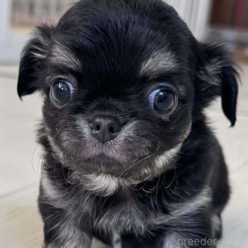 販売中の東京都のチワワ(ロングコート)-440506の5枚目