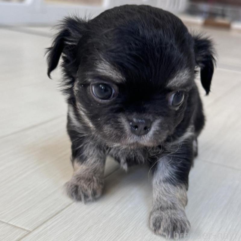 販売中の東京都のチワワ(ロングコート)-440506の4枚目