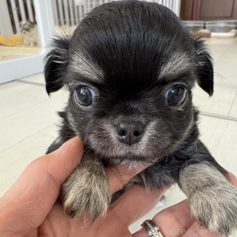 販売中の東京都のチワワ(ロングコート)-440506の1枚目