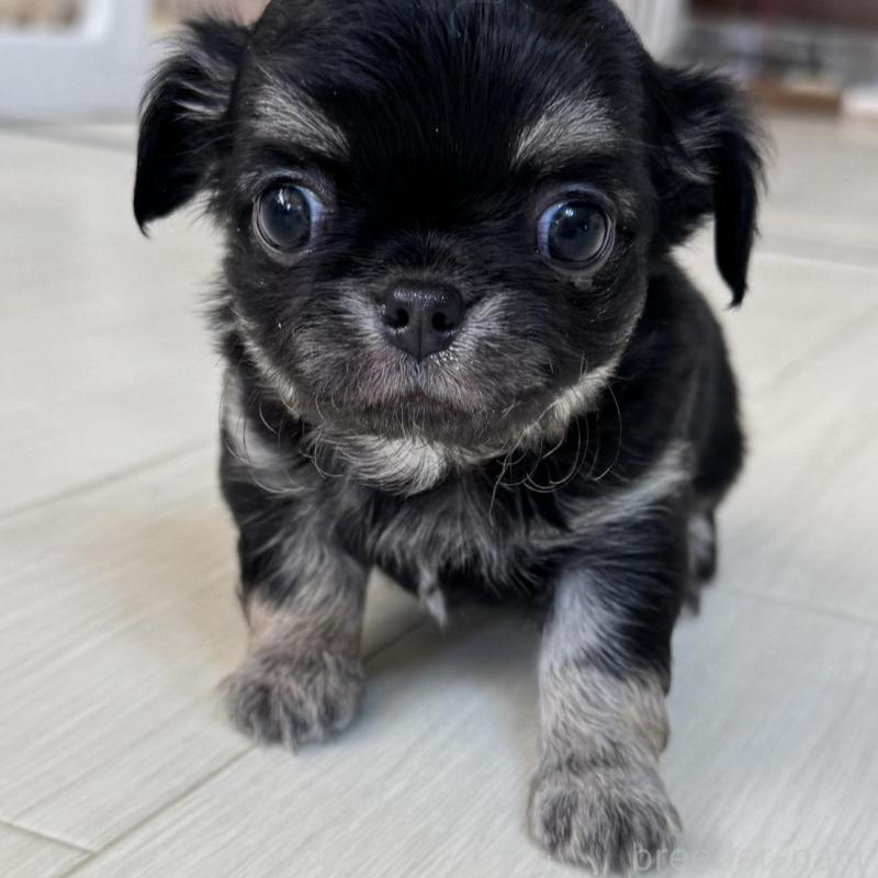 販売中の東京都のチワワ(ロングコート)-440506の3枚目