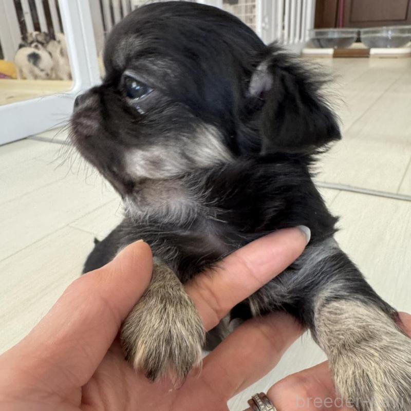 販売中の東京都のチワワ(ロングコート)-440506の2枚目