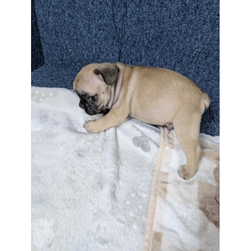 販売中の広島県のフレンチブルドッグ-440514の7枚目