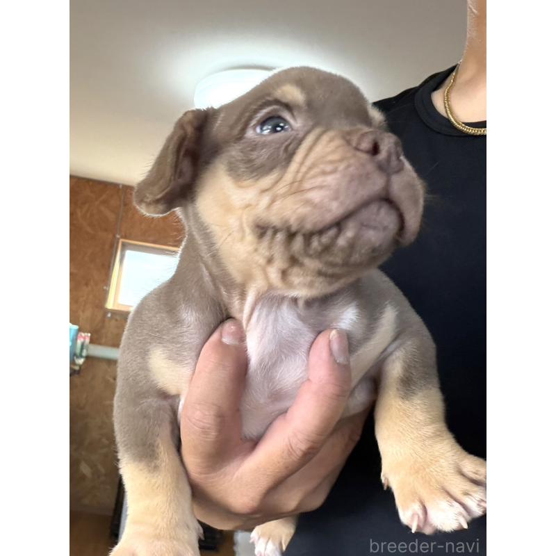 販売中の茨城県のアメリカンブリー-440509の6枚目