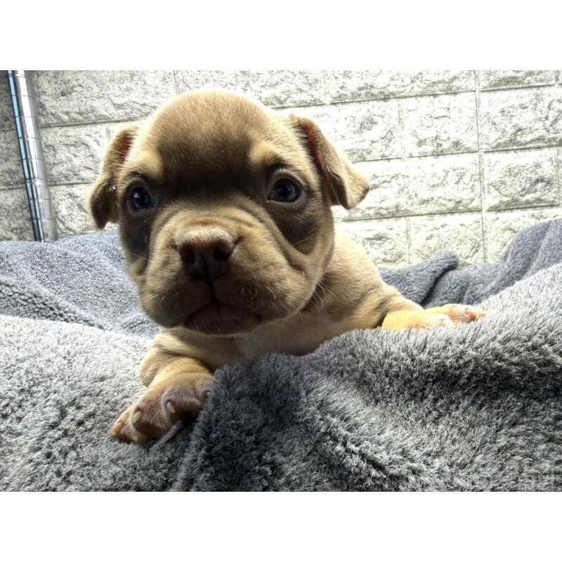 販売中の茨城県のアメリカンブリー-440509の5枚目