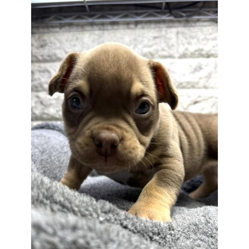 販売中の茨城県のアメリカンブリー-440509の3枚目