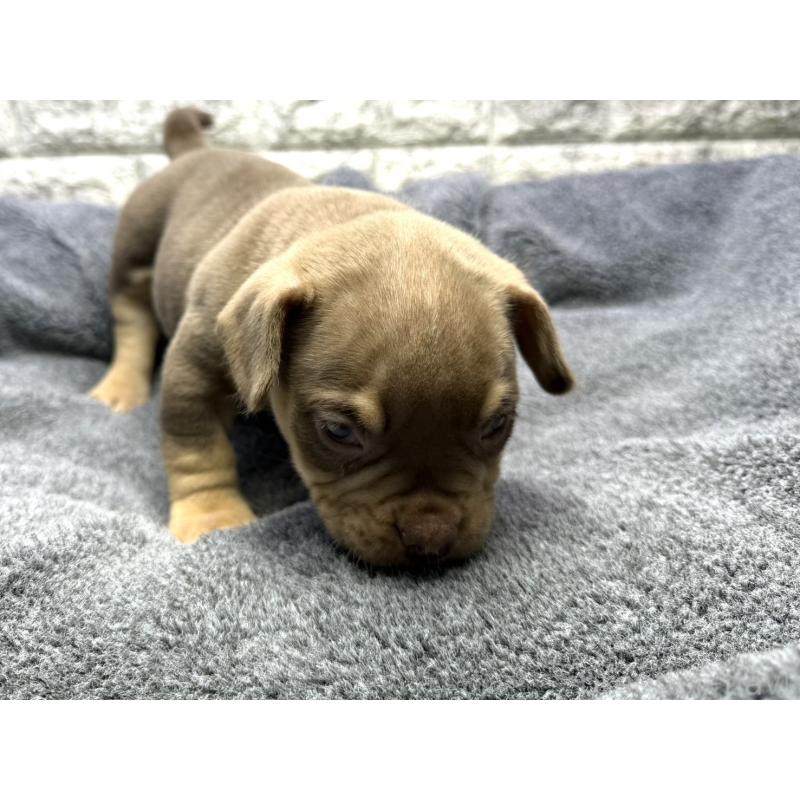 販売中の茨城県のアメリカンブリー-440509の2枚目