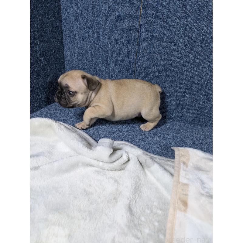 販売中の広島県のフレンチブルドッグ-440514の4枚目