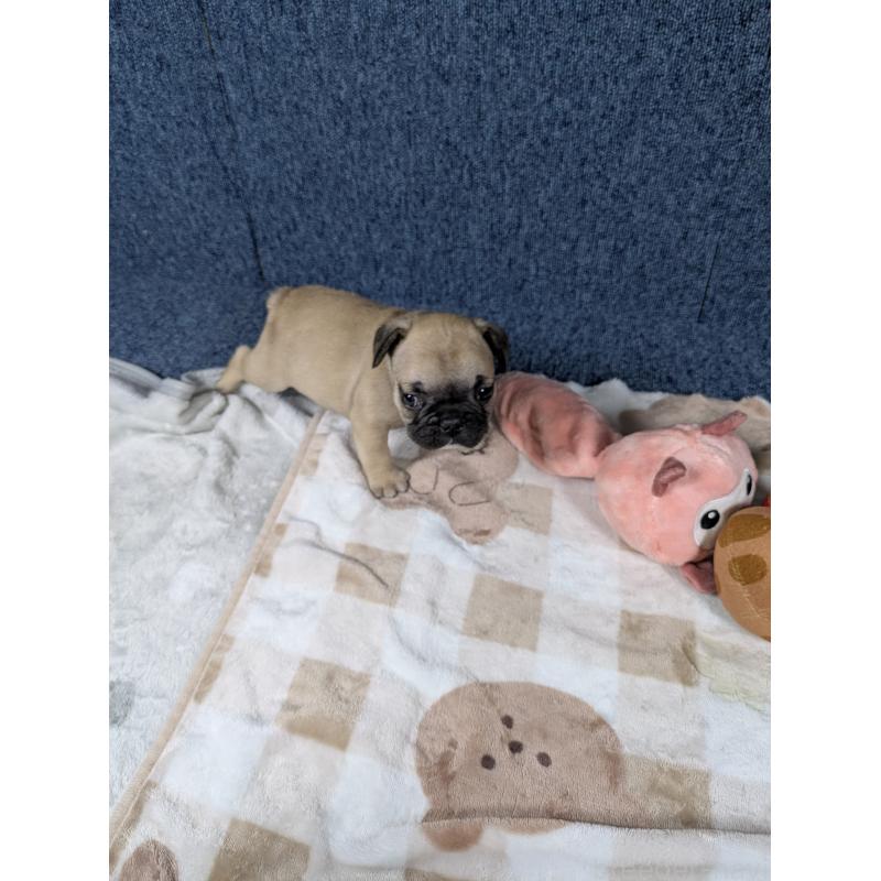 販売中の広島県のフレンチブルドッグ-440514の3枚目