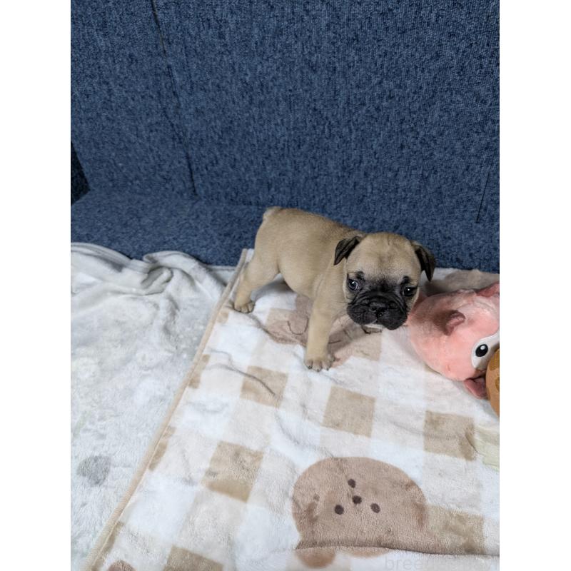 販売中の広島県のフレンチブルドッグ-440514の2枚目