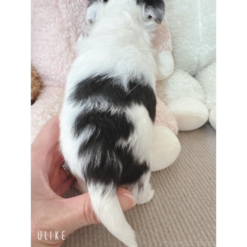 販売中の東京都のチワワ(ロングコート)-440508の6枚目