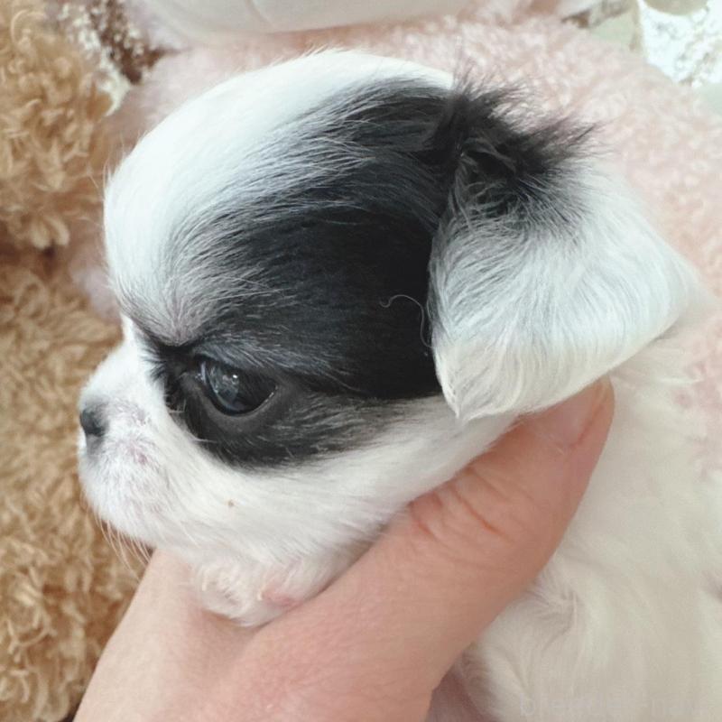 販売中の東京都のチワワ(ロングコート)-440508の5枚目