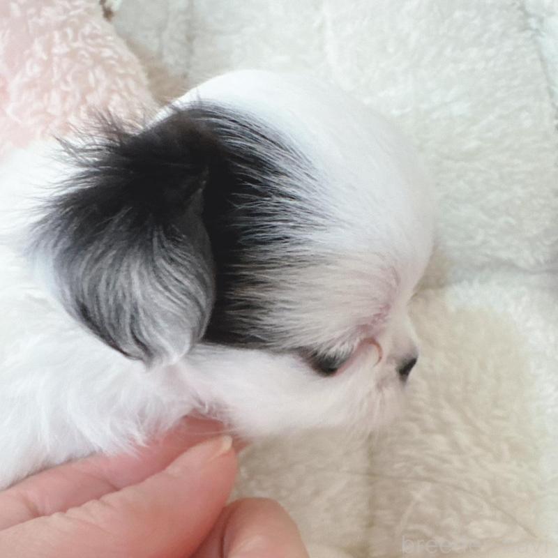 販売中の東京都のチワワ(ロングコート)-440508の4枚目