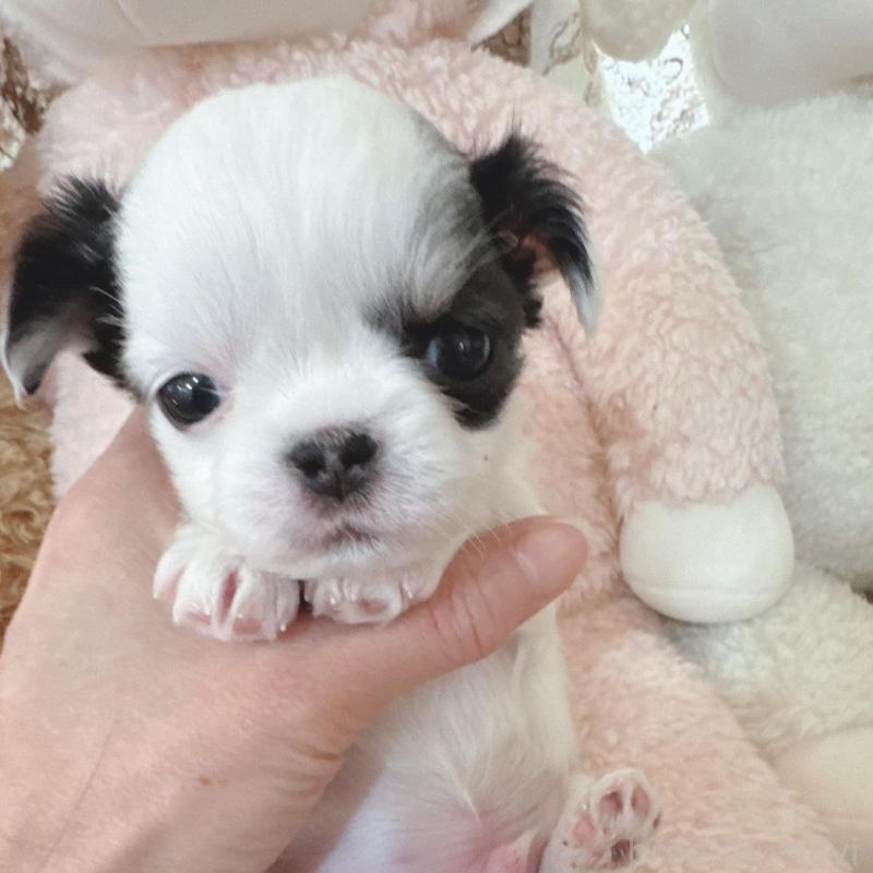 販売中の東京都のチワワ(ロングコート)-440508の3枚目