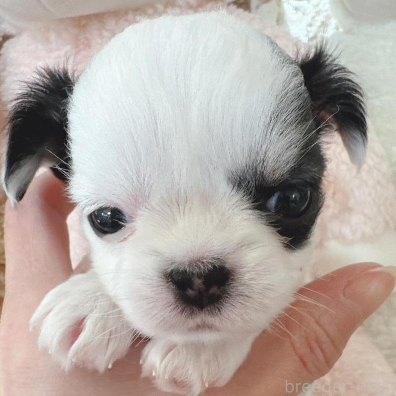 販売中の東京都のチワワ(ロングコート)-440508の2枚目