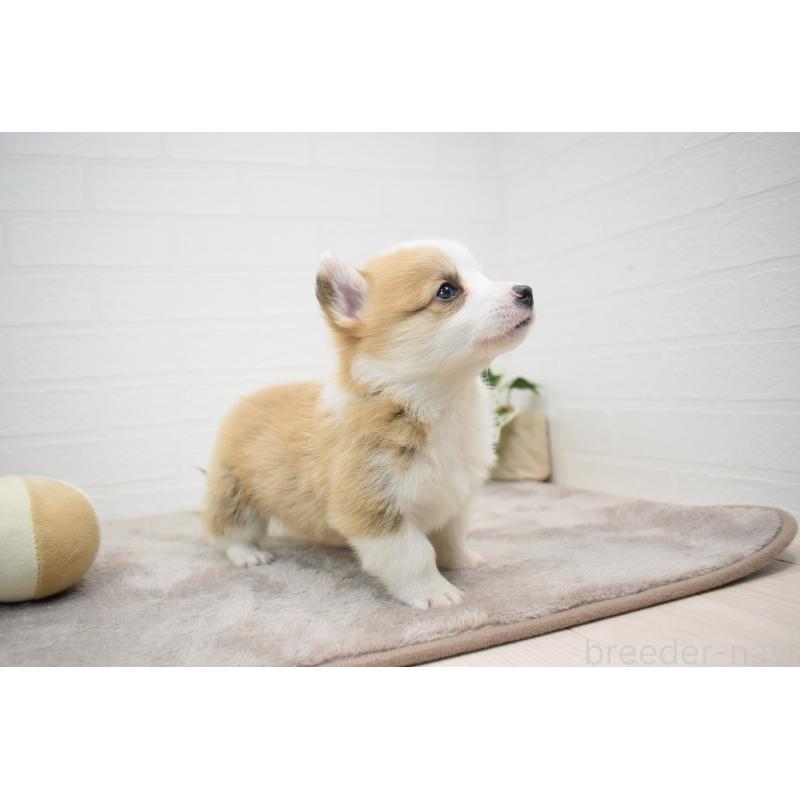 販売中の愛知県のウェルシュコーギーペンブローク-440515の19枚目